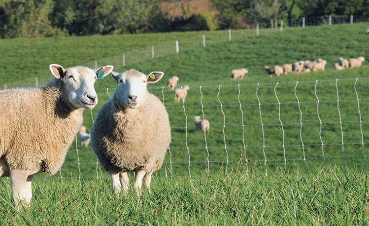 Accesories For Sheep