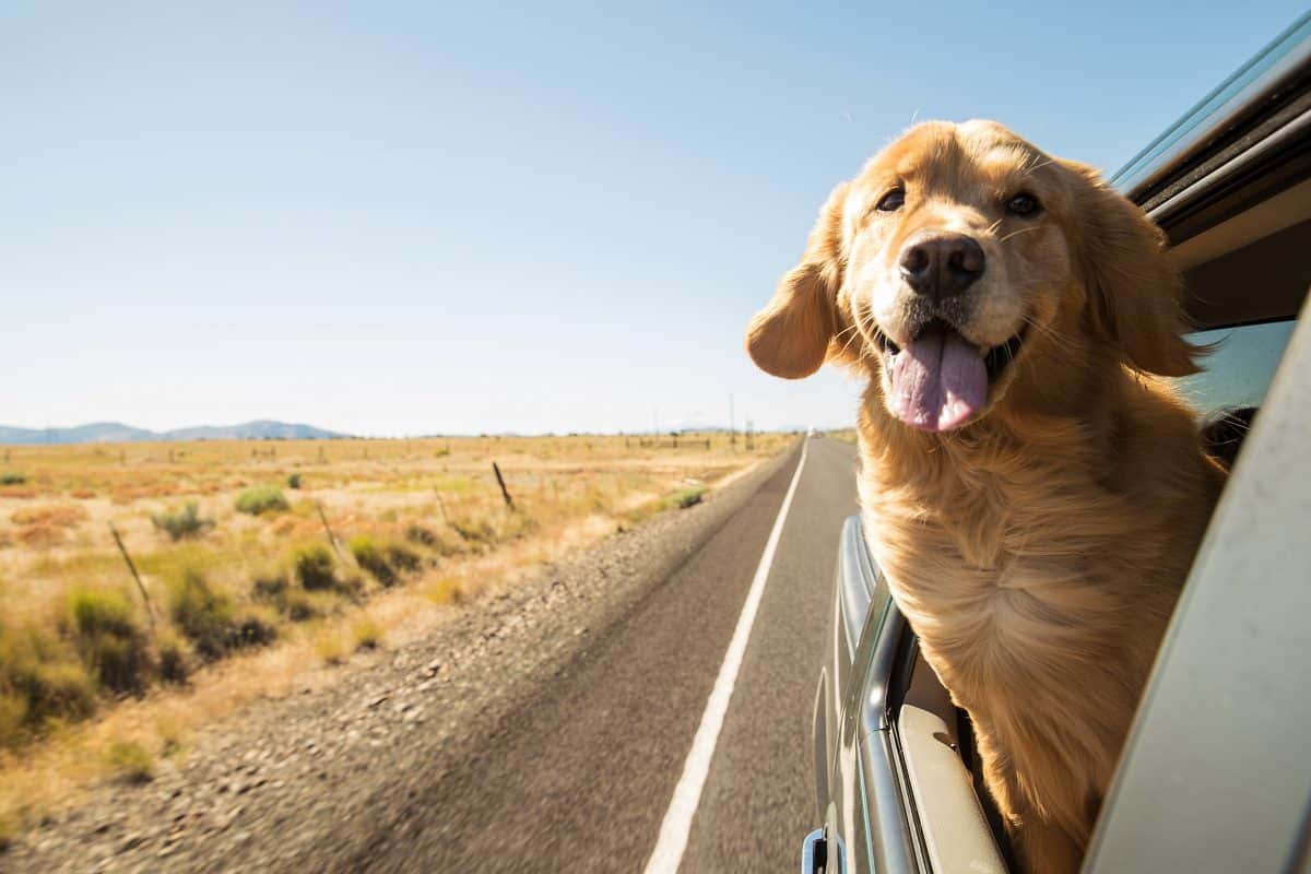 Pet Seat Belt