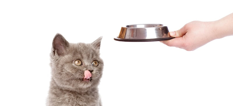 Cat Digestion Supplement