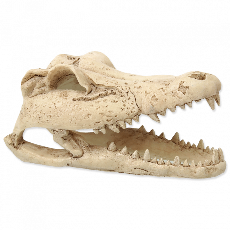 Repti Planet Crokodil skull 13,8x6,8x6,5cm