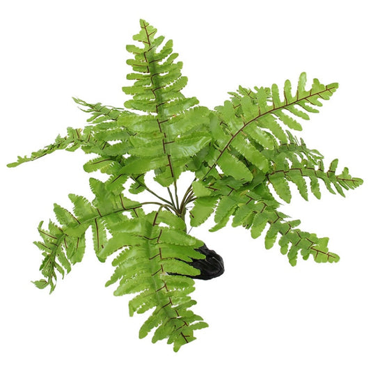 Repti Planet Nephrolepis fern, 20 cm