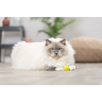 Rotaļlieta kaķiem - Trixie Set of Balls with Bumps 3.5cm, 4 gab