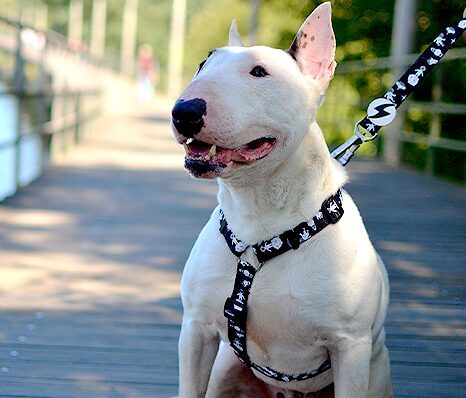 Dashi ASTRONAUT Back Harness For Dogs XS-L (23-107cm)