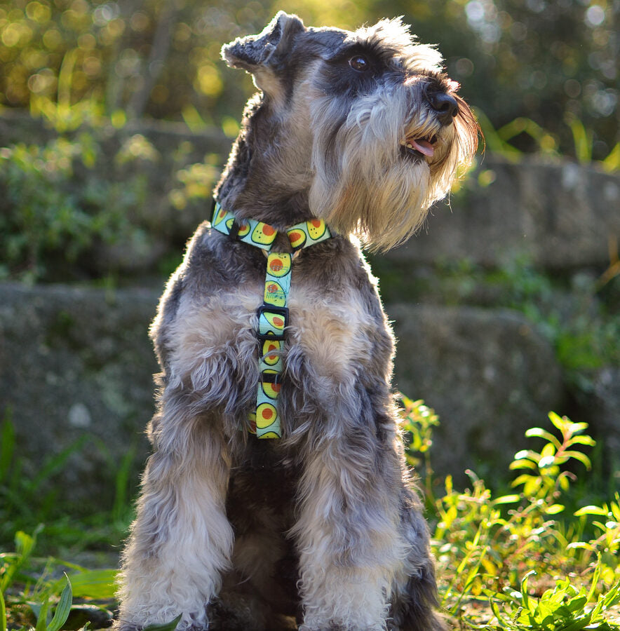 Dashi AVOCADO Back Harness For Dogs XS-L (23-107cm)