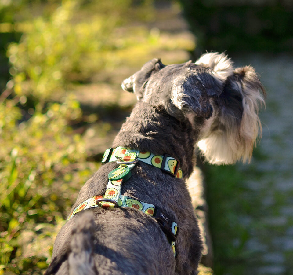 Dashi AVOCADO Back Harness For Dogs XS-L (23-107cm)
