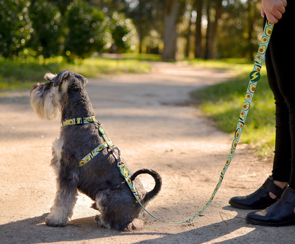 Dashi AVOCADO Leash XS-L (120cm x 1-2.5cm)