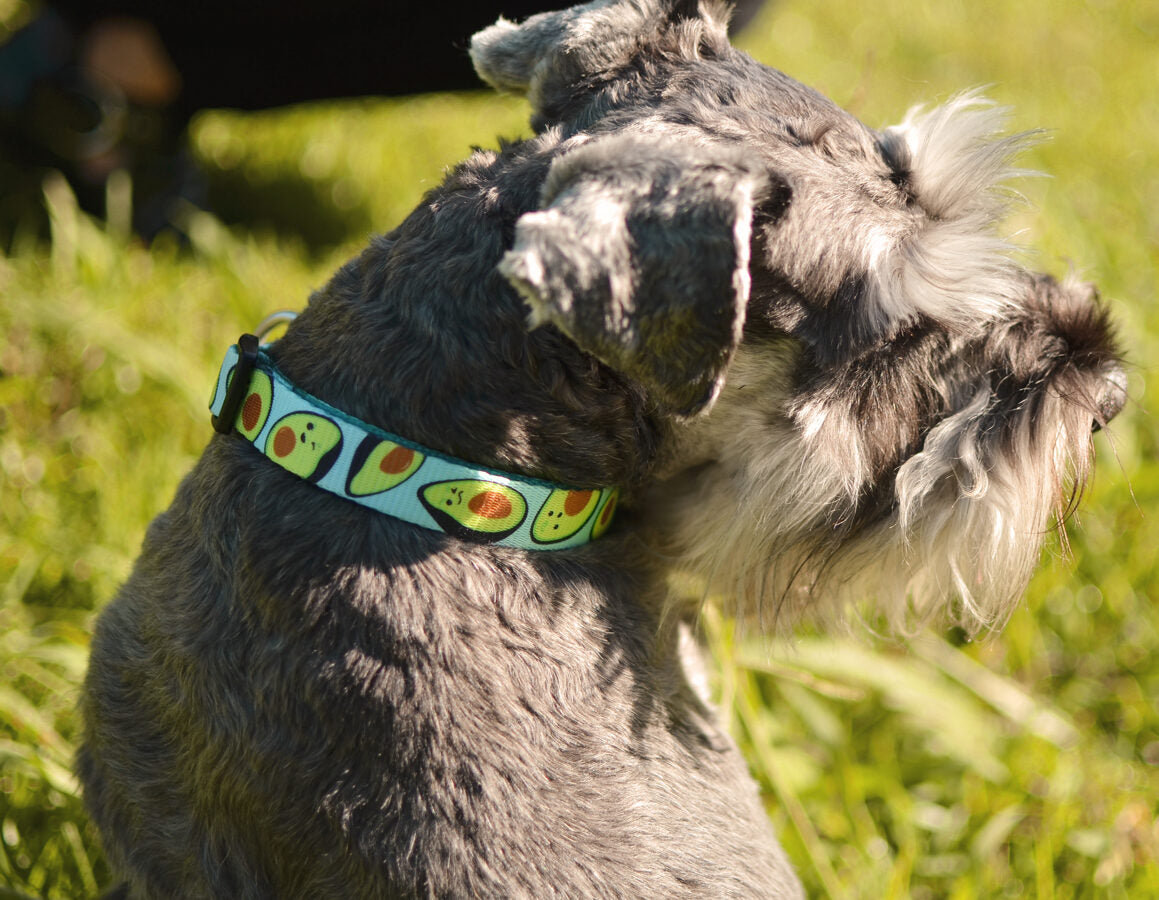 Dashi AVOCADO Collar For Dogs XS-L (20-72cm)