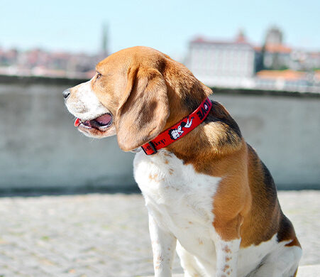 Dashi VINTAGE BETTY Apkakle suņiem