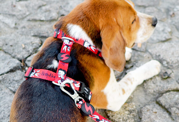 Dashi VINTAGE BETTY Back Harness For Dogs XS-L (23-107cm)