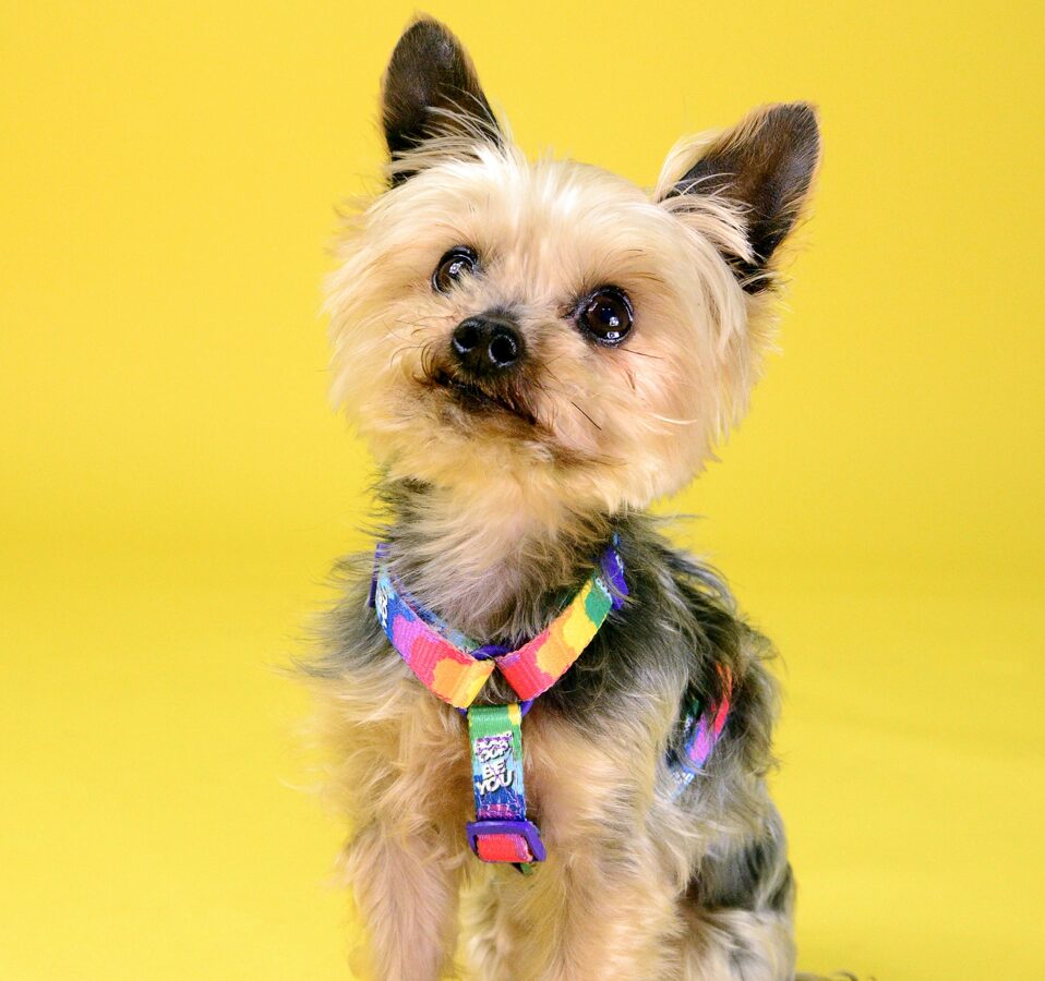 Dashi BETTY YOU Back Harness For Dogs XS-L (23-107cm)