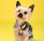 Dashi BETTY YOU Back Harness For Dogs XS-L (23-107cm)