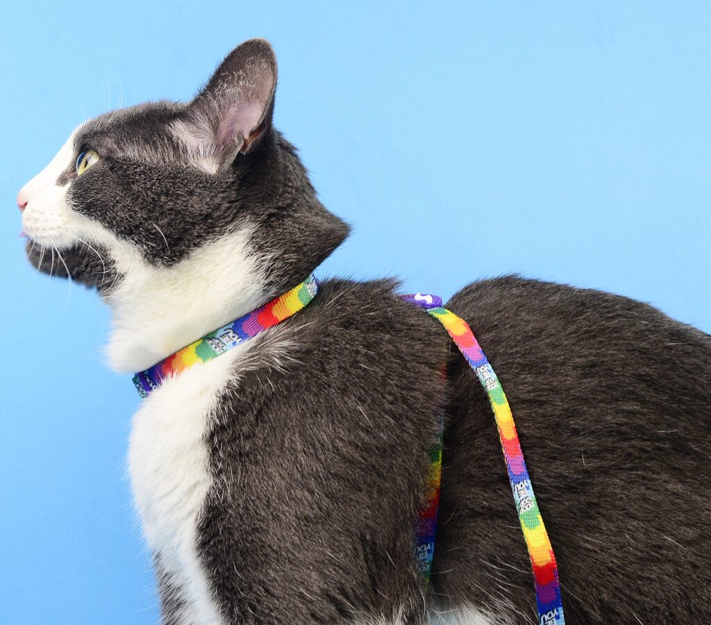 Dashi BETTY YOU Cat Harness + Leash