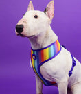 Load image into Gallery viewer, Dashi BETTY YOU Double Sided NeoMesh Harnesses For Dogs and Cats
