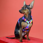 Dashi BETTY YOU Back Harness For Dogs XS-L (23-107cm)