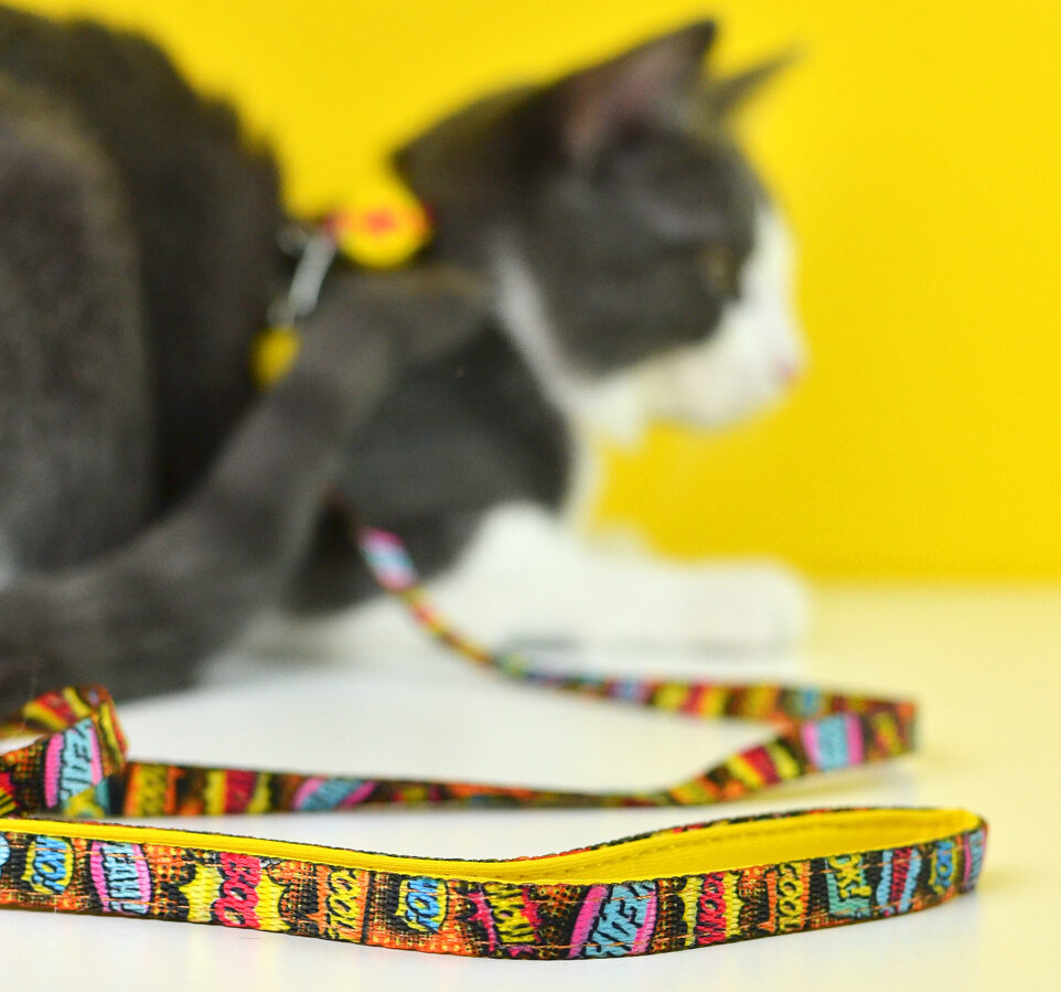 Dashi BOOM Cat Harness + Leash XS (20-30cm)