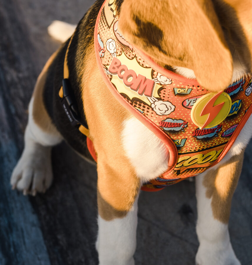 Dashi BOOM Reversible NeoMesh Harnesses for Dogs and Cats