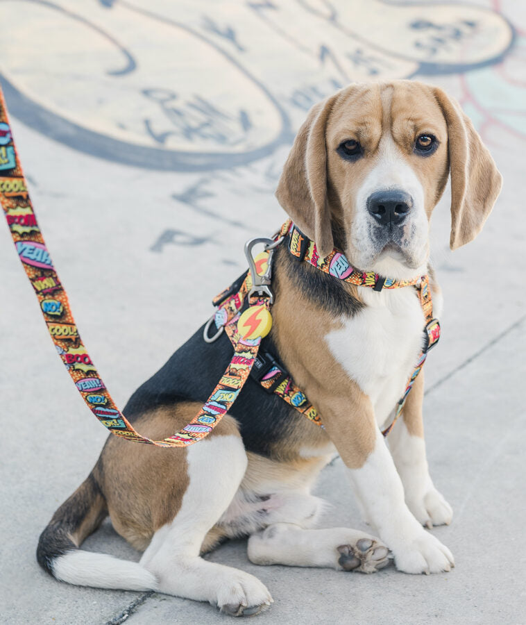 Dashi BOOM Leash for Dogs