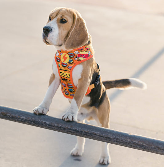 Dashi BOOM Reversible NeoMesh Harnesses for Dogs and Cats