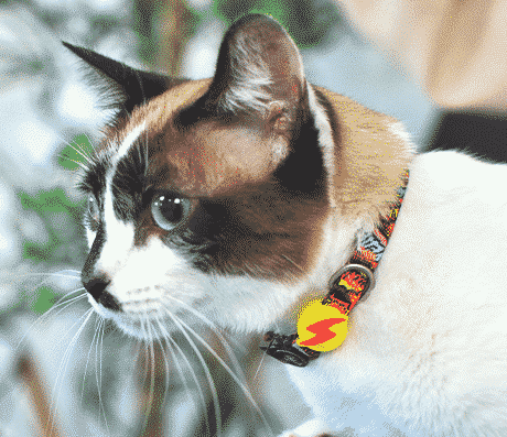 Dashi BOOM Collar For Cats XS size (20-32cm)
