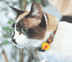 Dashi BOOM Collar For Cats XS size (20-32cm)