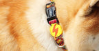Dashi BOOM Collar For Dogs XS-L (20-72cm)