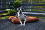Petelier Bed For Dogs and Cats in Different Colours, Materials and Sizes