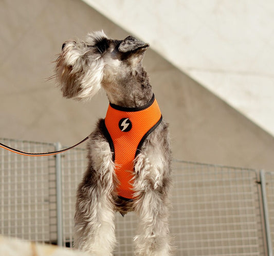 Dashi STRIPES3 ORANGE&BLACK Double Sided NeoMesh Harnesses For Dogs and Cats