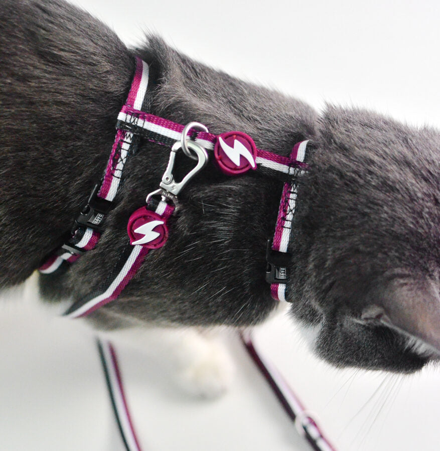 Dashi Stripes3 PURPLE&BLACK Cat Harness + Leash