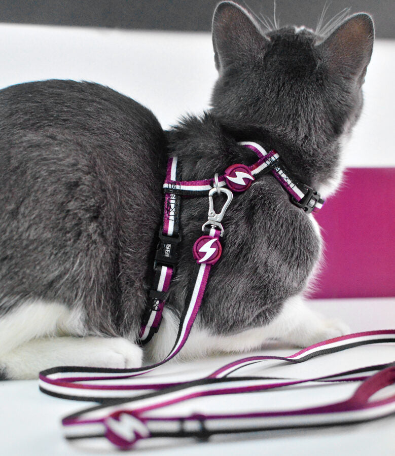 Dashi Stripes3 PURPLE&BLACK Cat Harness + Leash