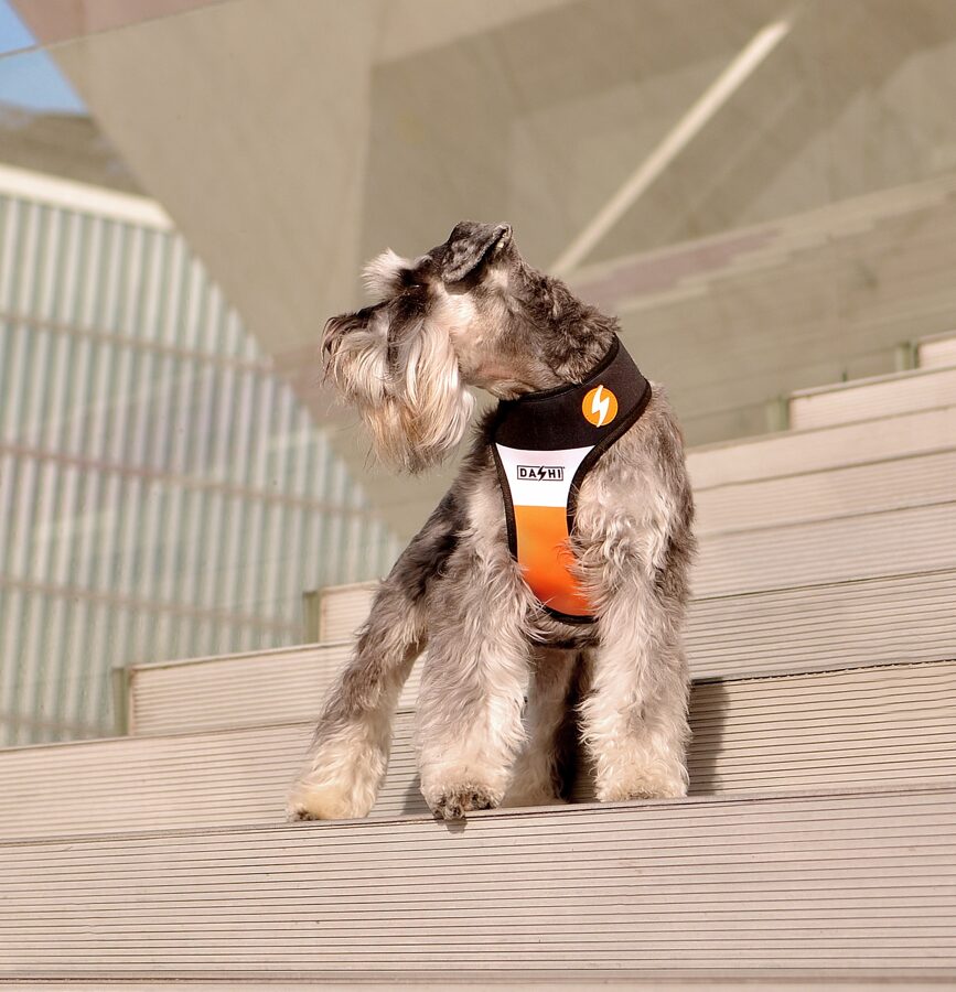 Dashi STRIPES3 ORANGE&BLACK Double Sided NeoMesh Harnesses For Dogs and Cats