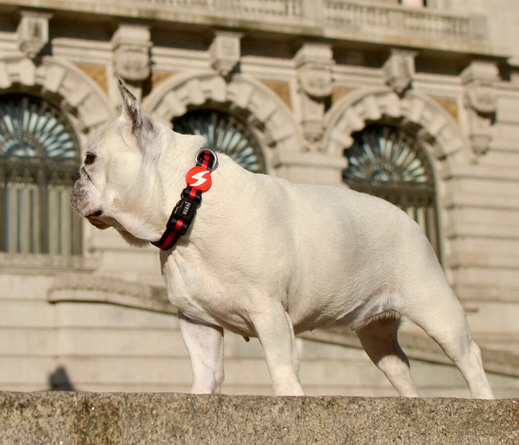 Dashi RED&BLACK Collar For Dogs XS-L (20-72cm)