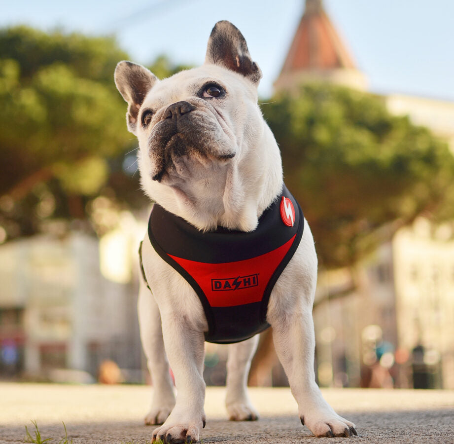 Dashi Stripes3 RED&BLACK Reversible Neo Mesh Harnesses for Dogs and Cats