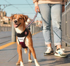 Dashi Stripes3 PURPLE&BLACK Double-Sided NeoMesh Harnesses For Dogs and Cats