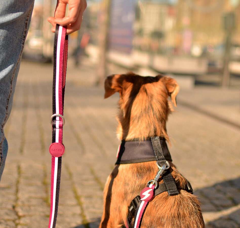 Dashi PURPLE&BLACK Leash XS - L (120cm x 1-2.5cm)