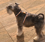 Dashi ORANGE&BLACK Back Harness For Dogs XS-L (23-107cm)