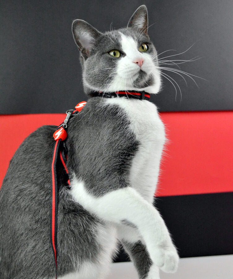 Dashi Stripes 3 RED BLACK Cat Harness + Leash