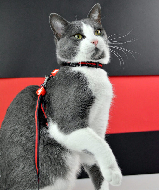 Dashi Stripes 3 RED BLACK Kaķu iemaukti+ pavada