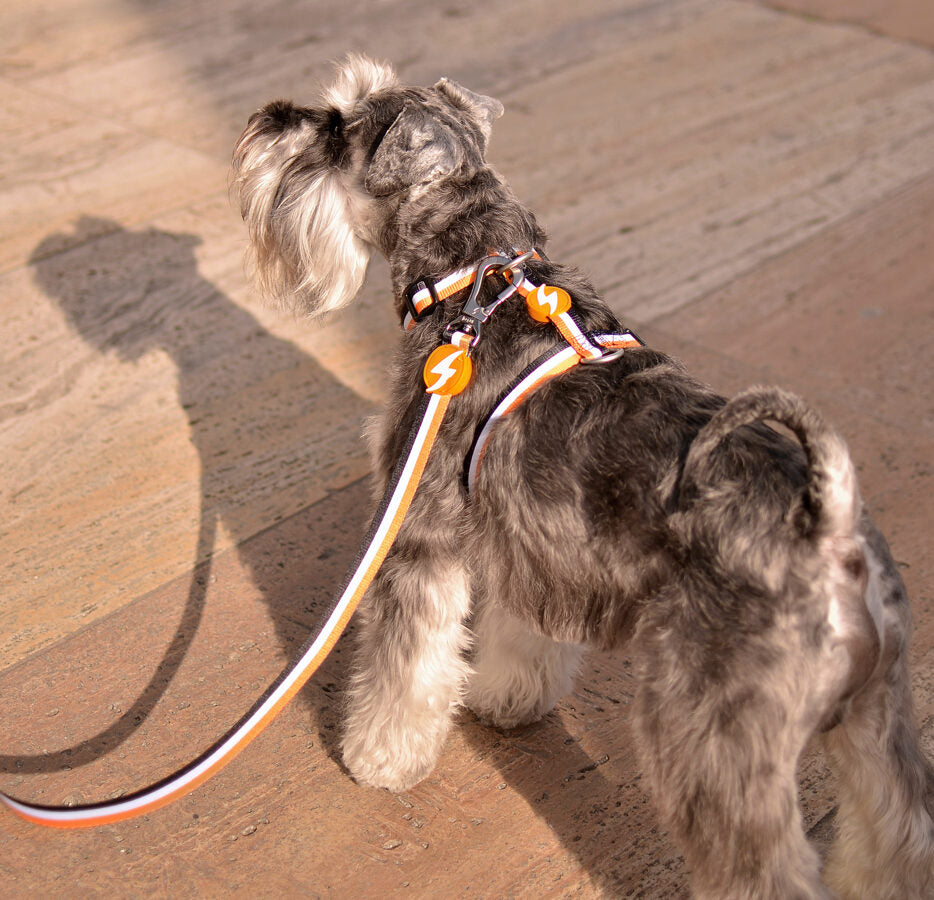 Dashi ORANGE&BLACK Leash XS - L (120cm x 1-2.5cm)