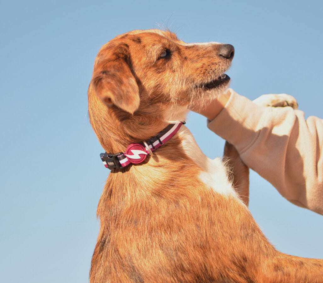 Dashi PURPLE&BLACK Collar For Dogs XS-L (20-72cm)