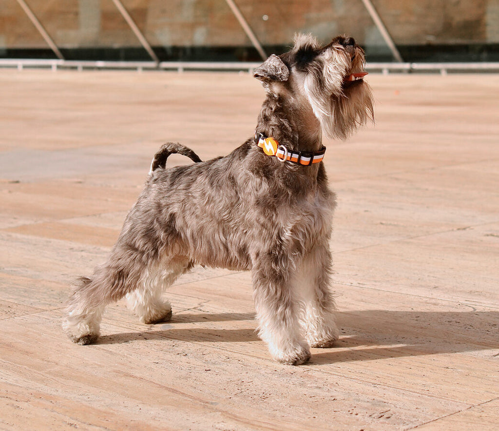 Dashi ORANGE&BLACK Collar For Dogs XS-L (20-72cm)