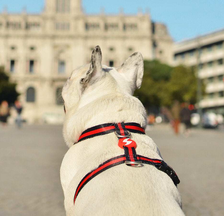 Dashi RED&BLACK Back Harness For Dogs XS-L (23-107cm)
