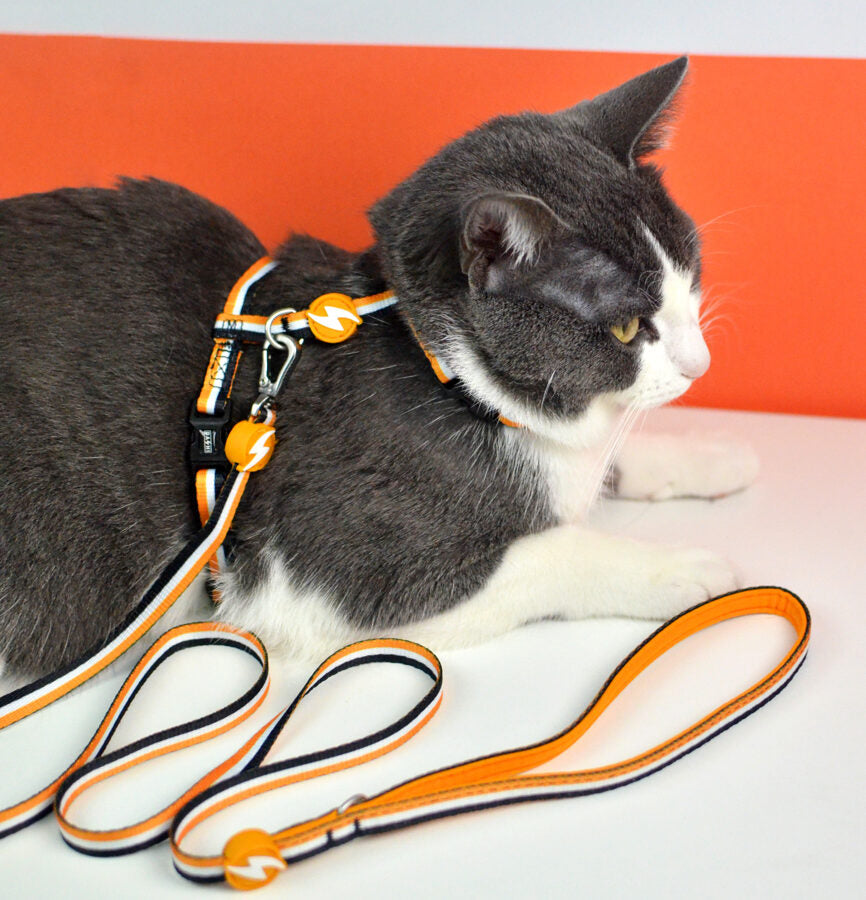 Dashi Stripes3 ORANGE&BLACK Cat Harness + Leash