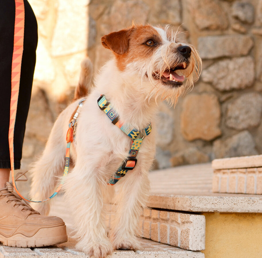 Dashi TERRACOTTA Back Harness For Dogs XS-L (23-107cm)