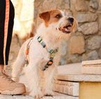 Dashi TERRACOTTA Back Harness For Dogs XS-L (23-107cm)