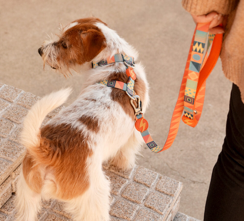 Dashi TERRACOTA Leash XS - L (120cm x 1-2.5cm)