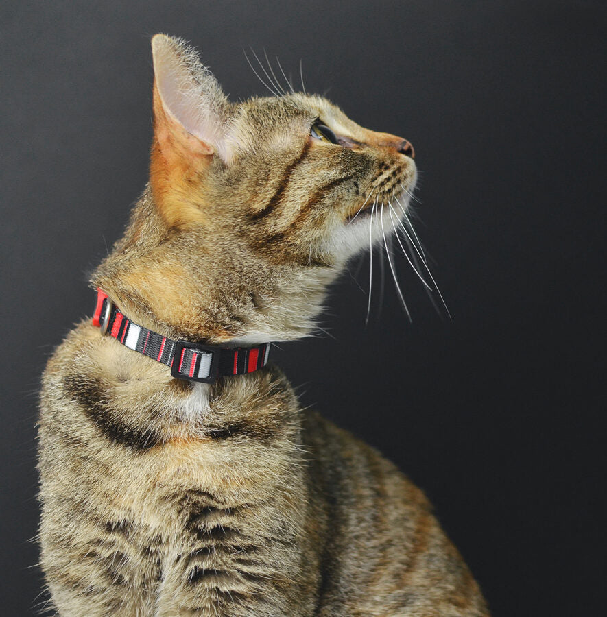 Dashi SLIDE Cat Collar