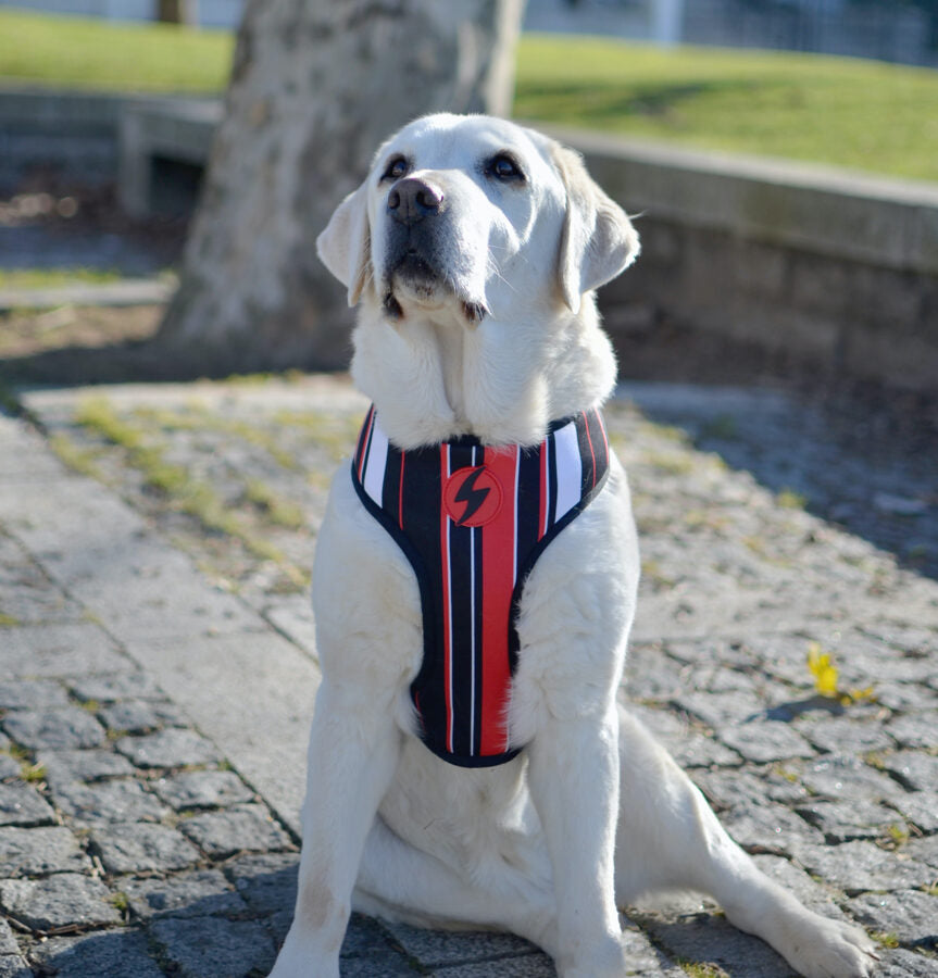 Dashi SLIDE Reversible NeoMesh Harnesses for Dogs and Cats