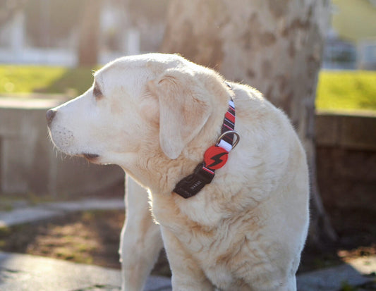 Dashi SLIDE Collar For Dogs
