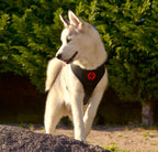 Dashi SLIDE Reversible NeoMesh Harnesses for Dogs and Cats