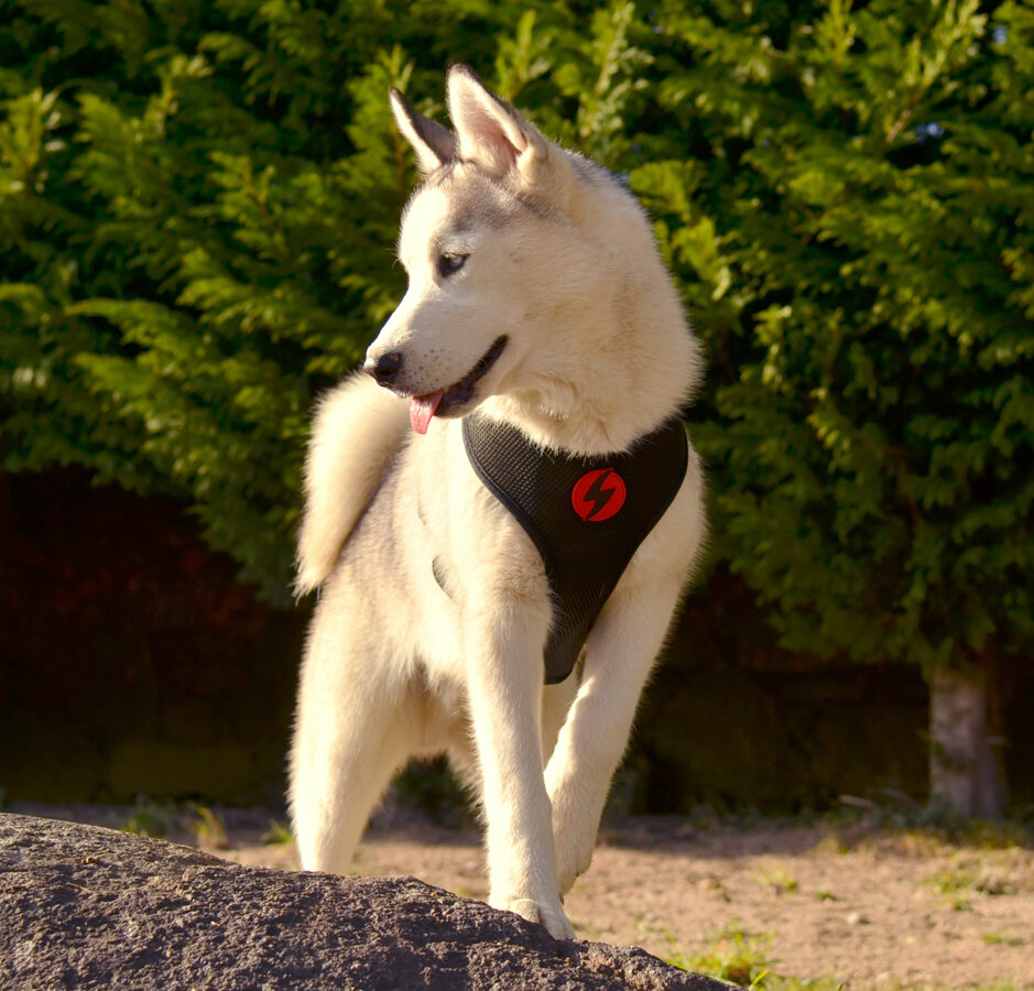 Dashi SLIDE Reversible NeoMesh Harnesses for Dogs and Cats